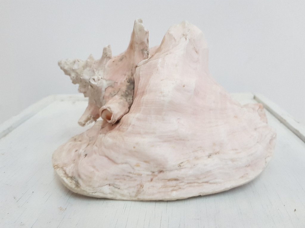 roze vleugelhoorn schelp, Verzamelen, Ophalen of Verzenden, Schelp(en)