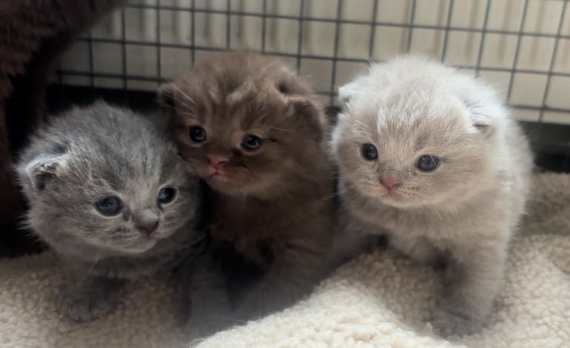 Chocolate, fawn en blauw katertje🤎🩶britse korthaar kittens, Meerdere dieren, Ontwormd, 0 tot 2 jaar