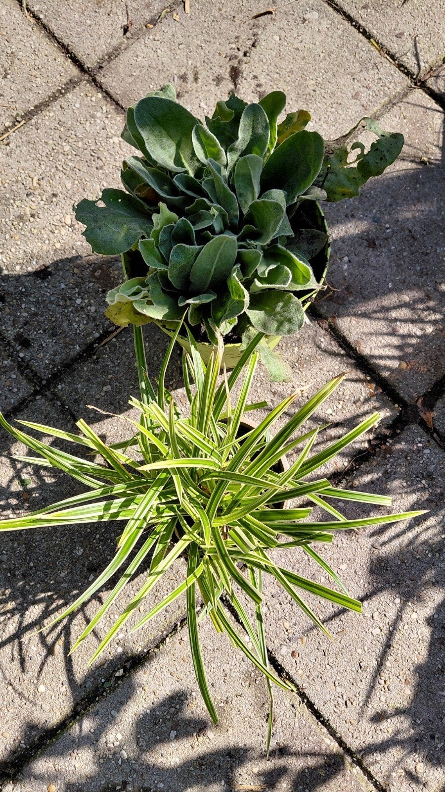 prikneus en Japanse zegge, Ophalen, Vaste plant, Siergrassen, Halfschaduw