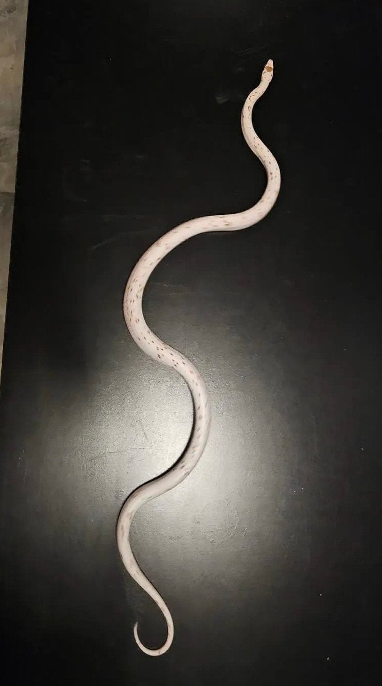1.0 palmetto het. anery Ball Python photo 3