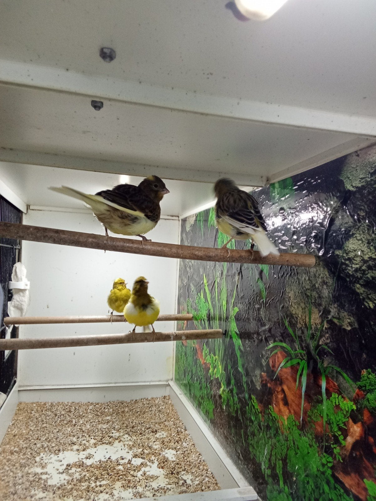 fyfe fancy, Dieren en Toebehoren, Vogels | Kanaries, Meerdere dieren, Postuurkanarie