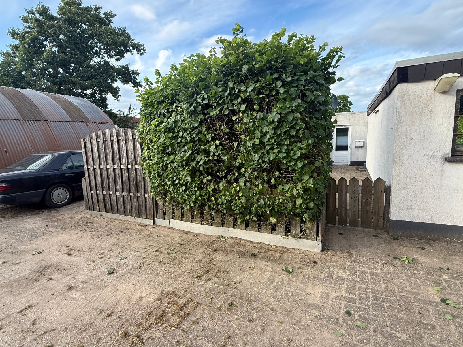 GRATIS struiken en schutting met poortje, Tuin en Terras, Planten | Struiken en Hagen, Ophalen of Verzenden, Laurier, 100 tot 250 cm