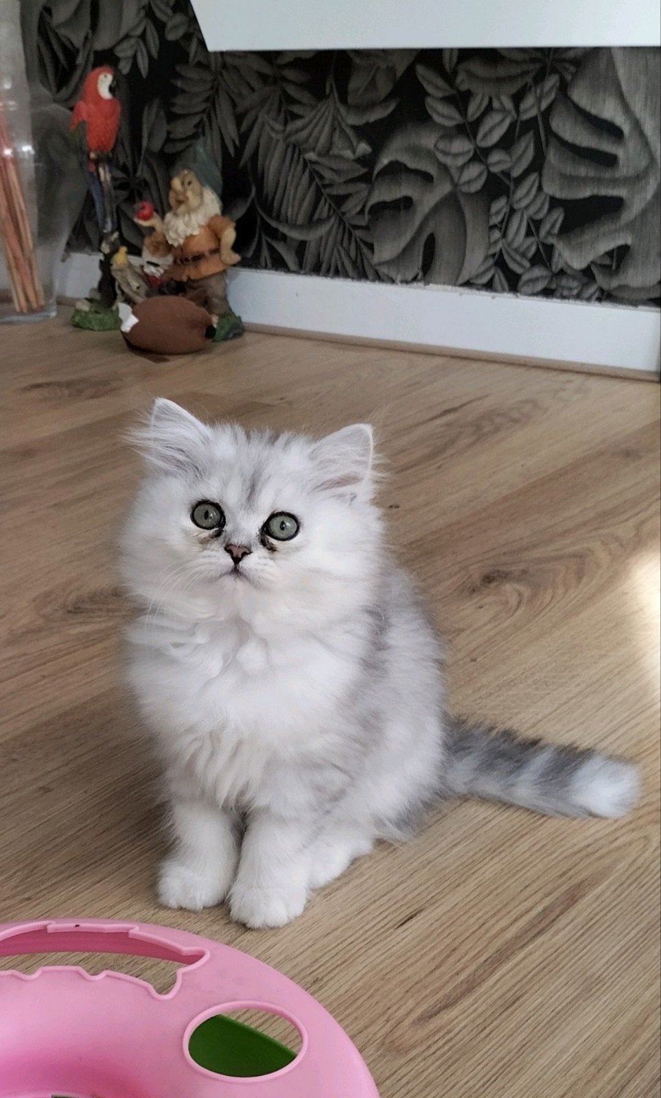 langharige kitten, Poes, Langharig, 0 tot 2 jaar