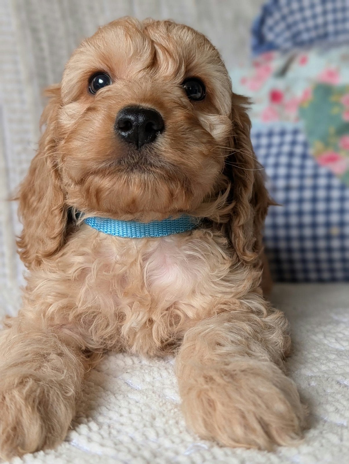 Cockapoo pups .engelse cockerspaniel x dwerg poedel, Overige rassen, 8 tot 15 weken, CDV (hondenziekte), Meerdere