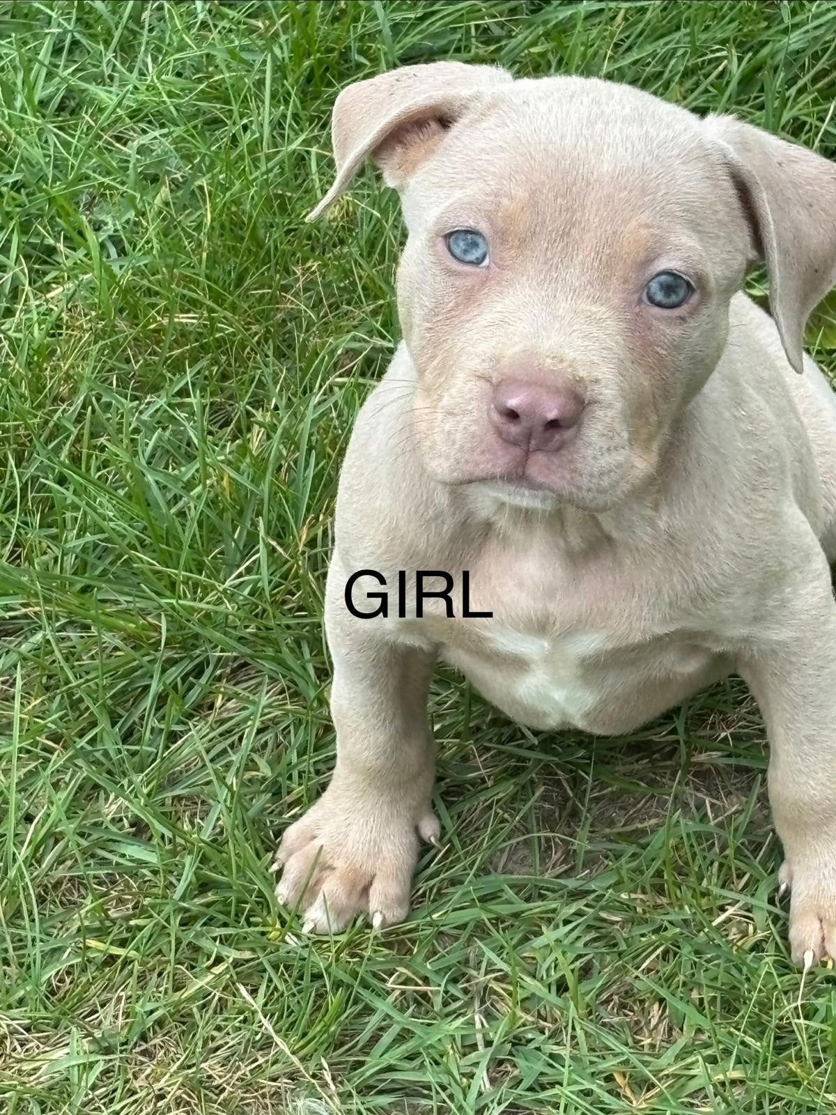 American Bully XL(Pupps) 1200, 8 tot 15 weken, Buitenland, Parvo, Bulldog