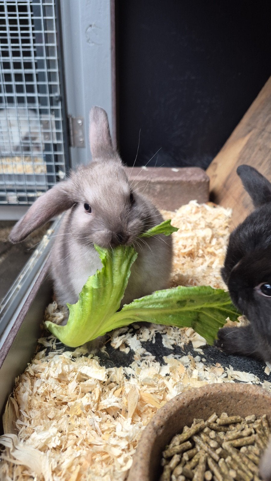 2 jonge tamme konijnen te koop- mogen nest verlaten!, Augustus, Meerdere dieren, Overige typen, Tam
