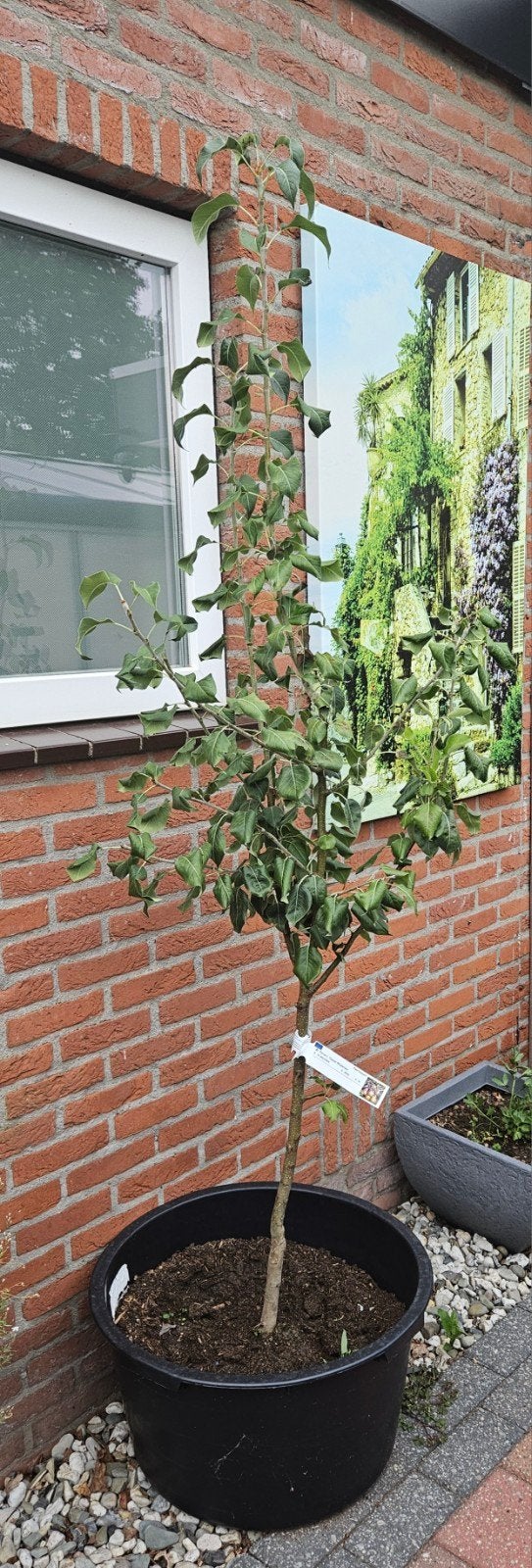 Perenboom 'Gieser Wildeman' in pot, Tuin en Terras, Ophalen, 100 tot 250 cm, In pot, Perenboom