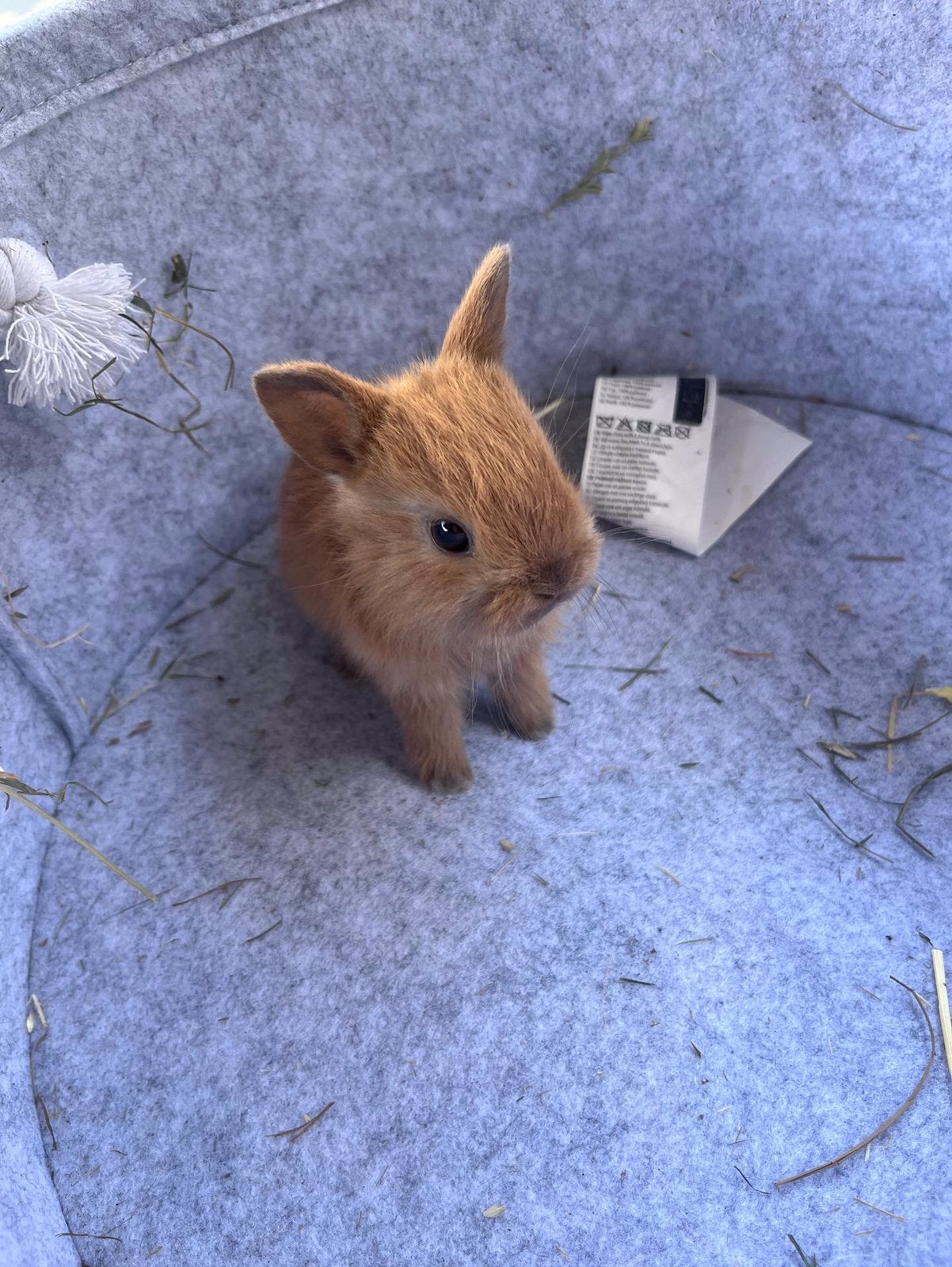 Konijntjes te koop ️, Dieren en Toebehoren, Konijnen, Meerdere dieren