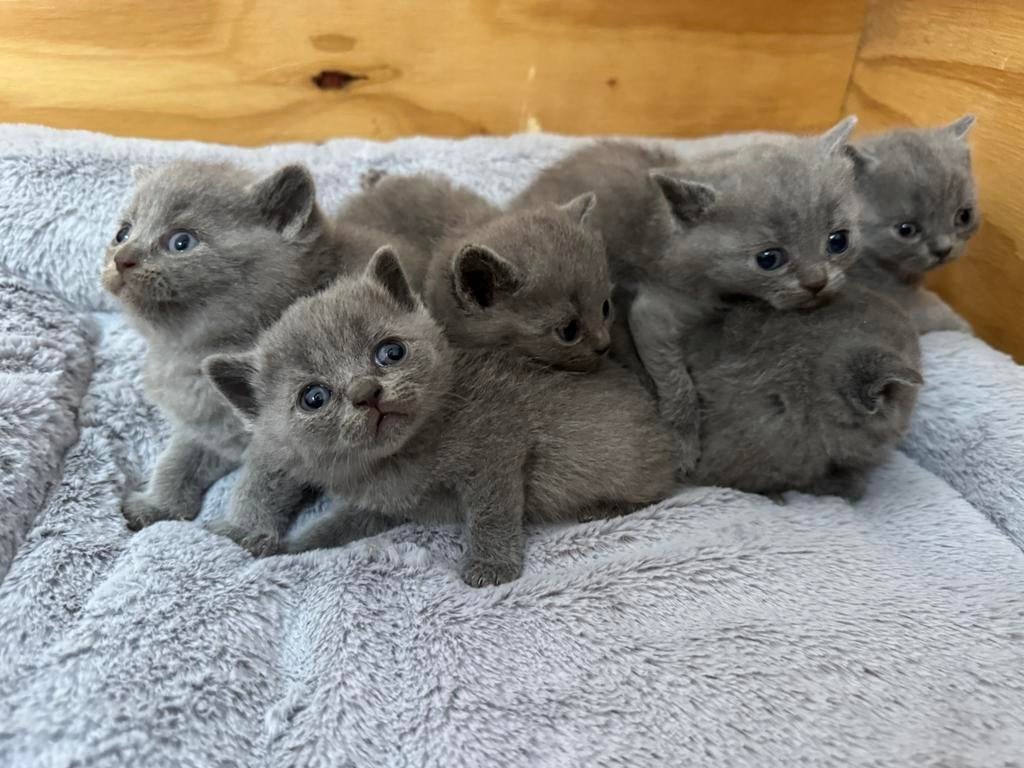 Prachtige Britse Korthaar (blauwe) kittens te koop, Dieren en Toebehoren, Katten en Kittens | Raskatten | Korthaar, Meerdere dieren