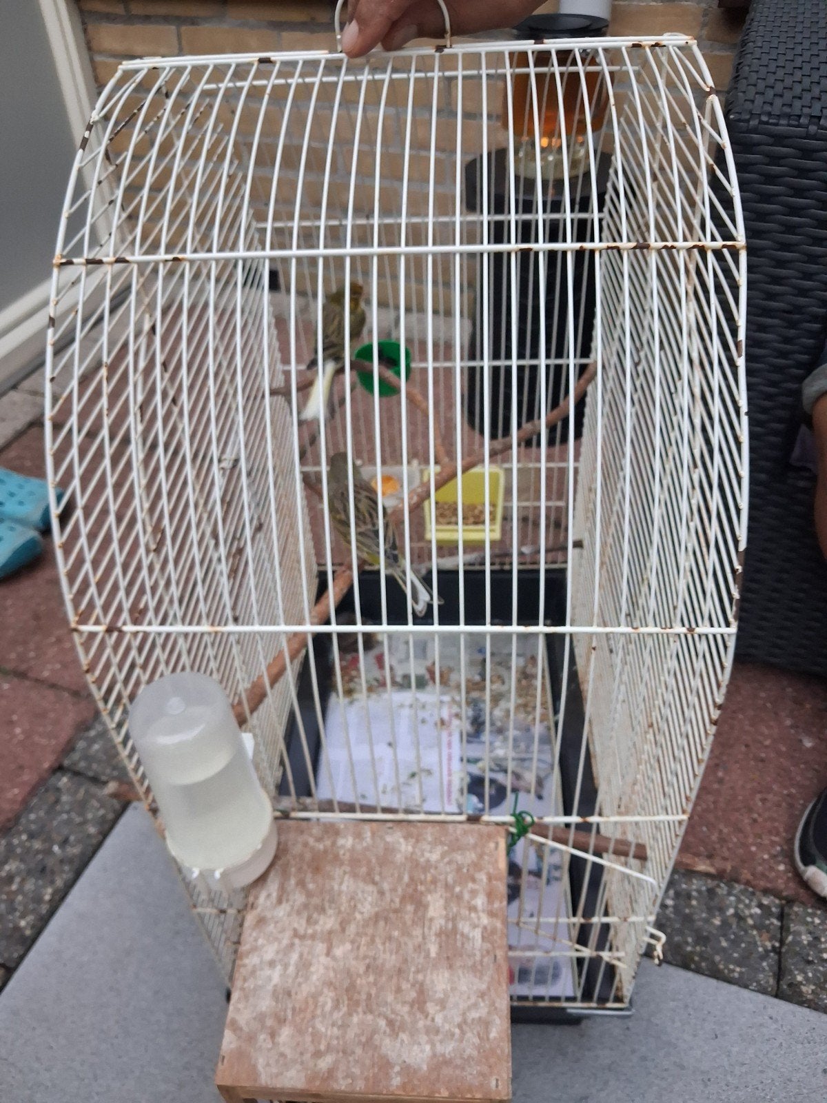 Groep gezonde groene kanaries + 2 kooien, Dieren en Toebehoren, Vogels | Kanaries