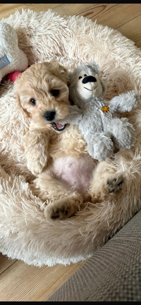 MINI Labradoodle CUDDLEWELLRANCH ❤️mogen bijna verhuizen❤️, Parvo, Overige rassen, 8 tot 15 weken, Meerdere