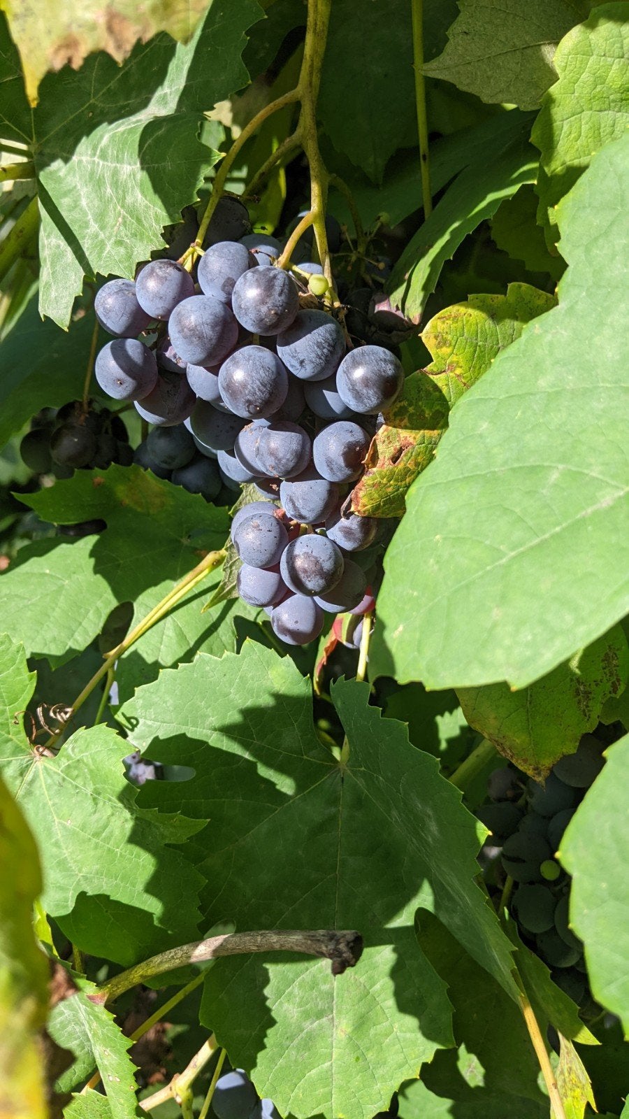 Bio blauwe druiven - Heerlijk en vers!, Diversen, Ophalen