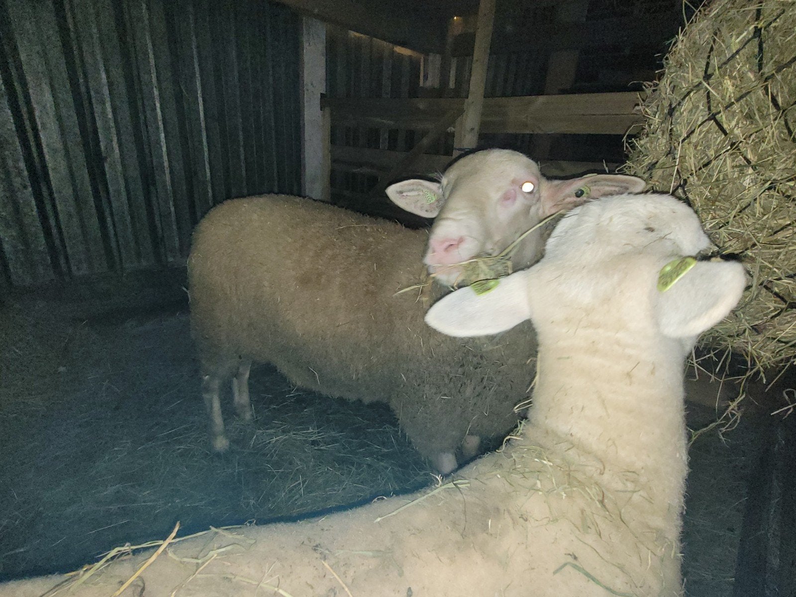 Dekrammen, Dieren en Toebehoren, Schapen, Geiten en Varkens, Meerdere dieren, Schaap