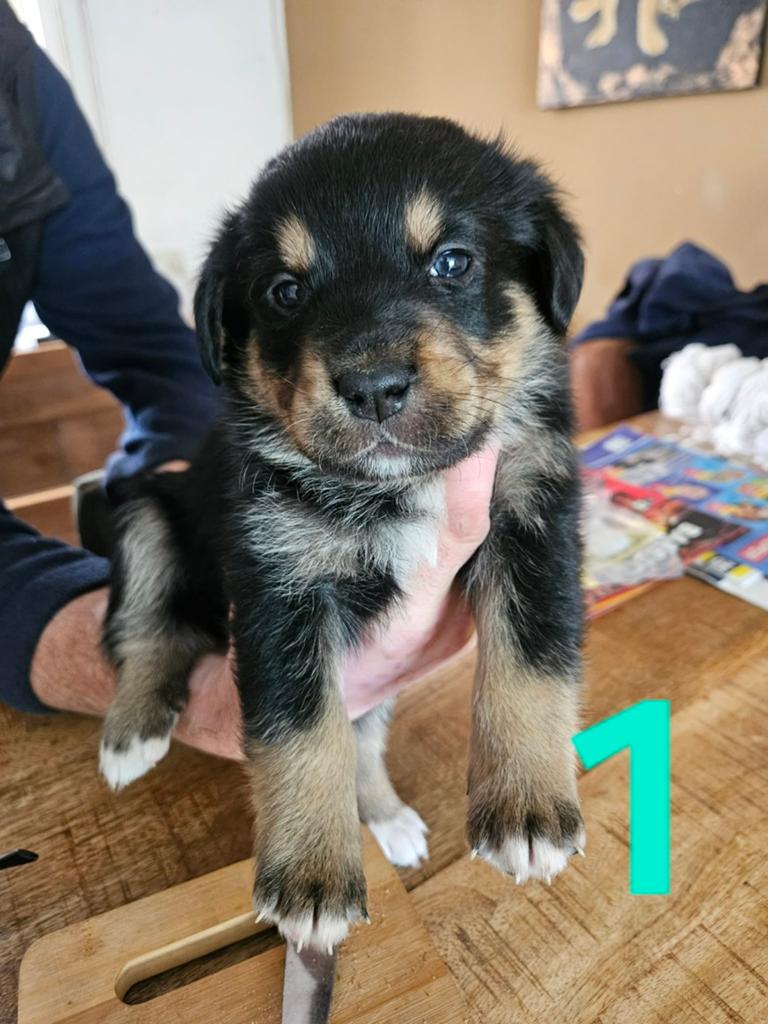Mooi boulab pups, 8 tot 15 weken, Geslacht onbekend, Groot, Meerdere