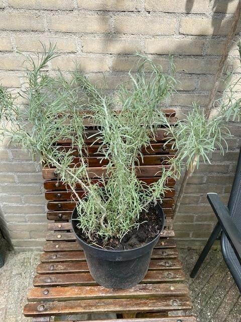 Curry plant, Tuin en Terras, Planten | Tuinplanten, Volle zon, Vaste plant, Zomer, Ophalen