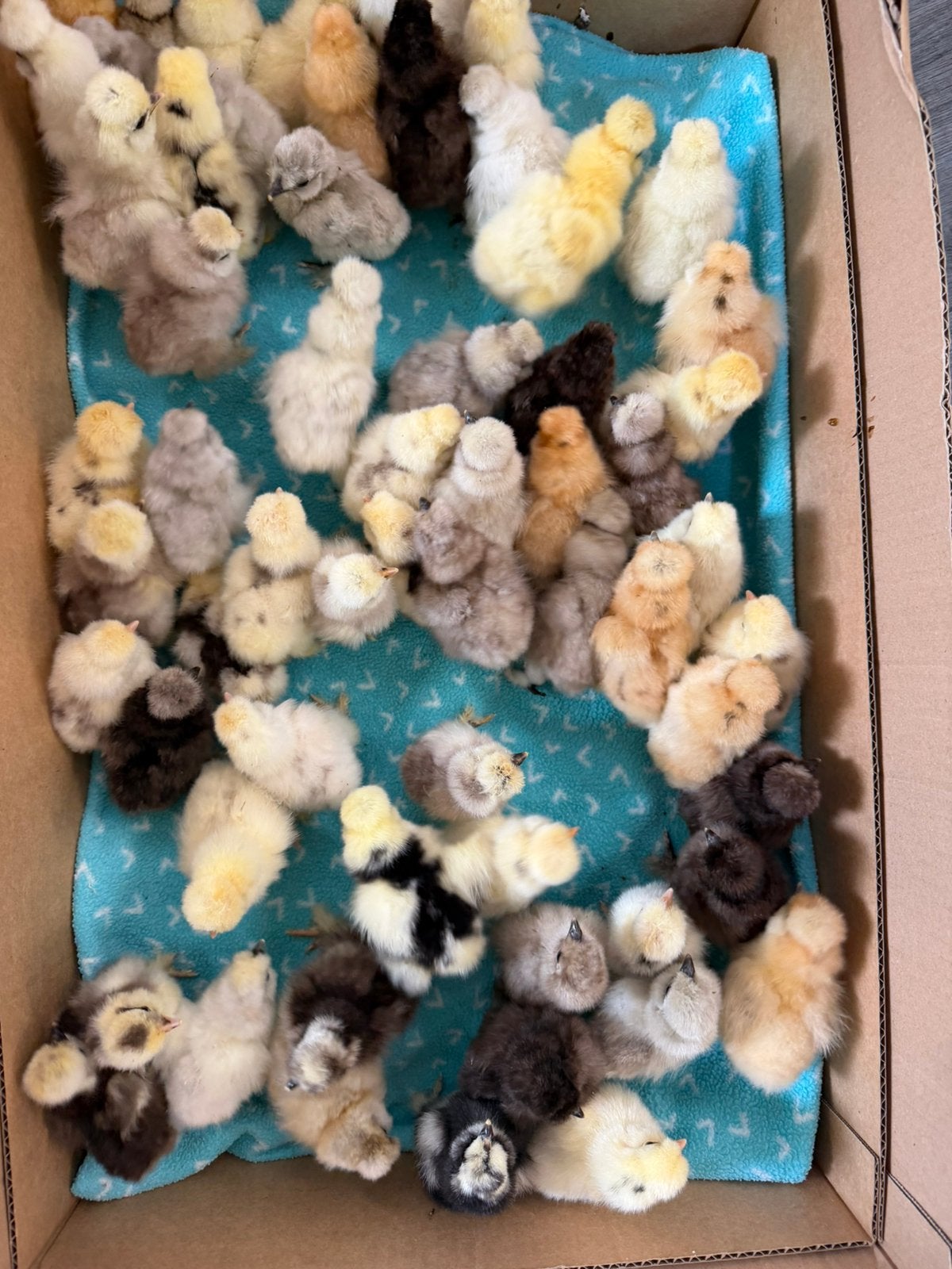 Usa zijdehoen cochin kriel hen kuikens geent 1wk 100%garanti, Dieren en Toebehoren, Vrouwelijk, Kip