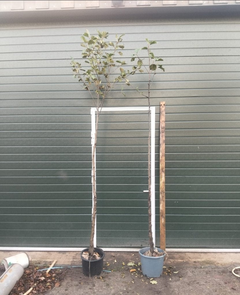 Els (alnus), Winter, Overige soorten, 250 tot 400 cm, Ophalen