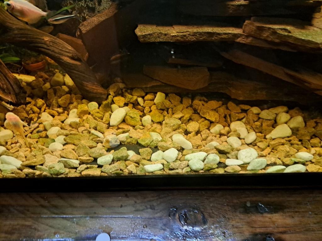 Complete aquarium, Vis