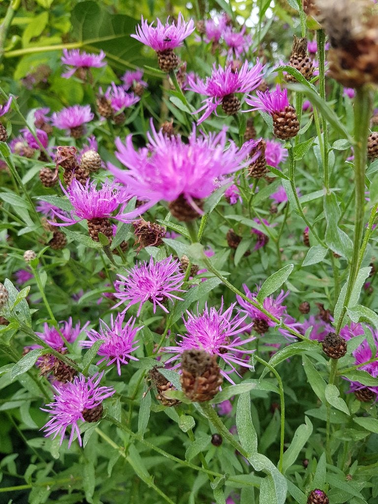 knoopkruid vaste plant, Ophalen, Overige soorten, Halfschaduw
