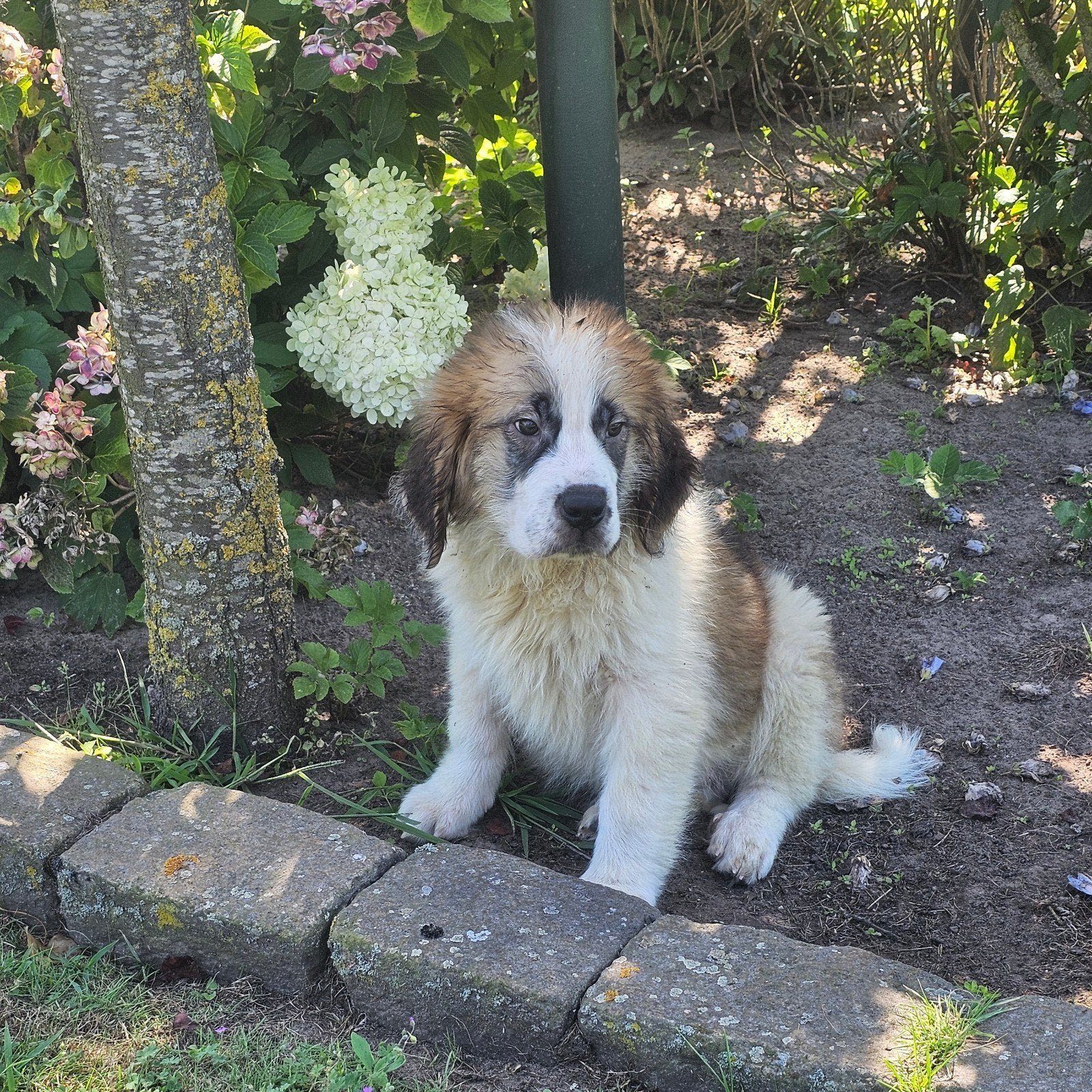 sint bernard pups, Parvo, 8 tot 15 weken, Meerdere, Nederland