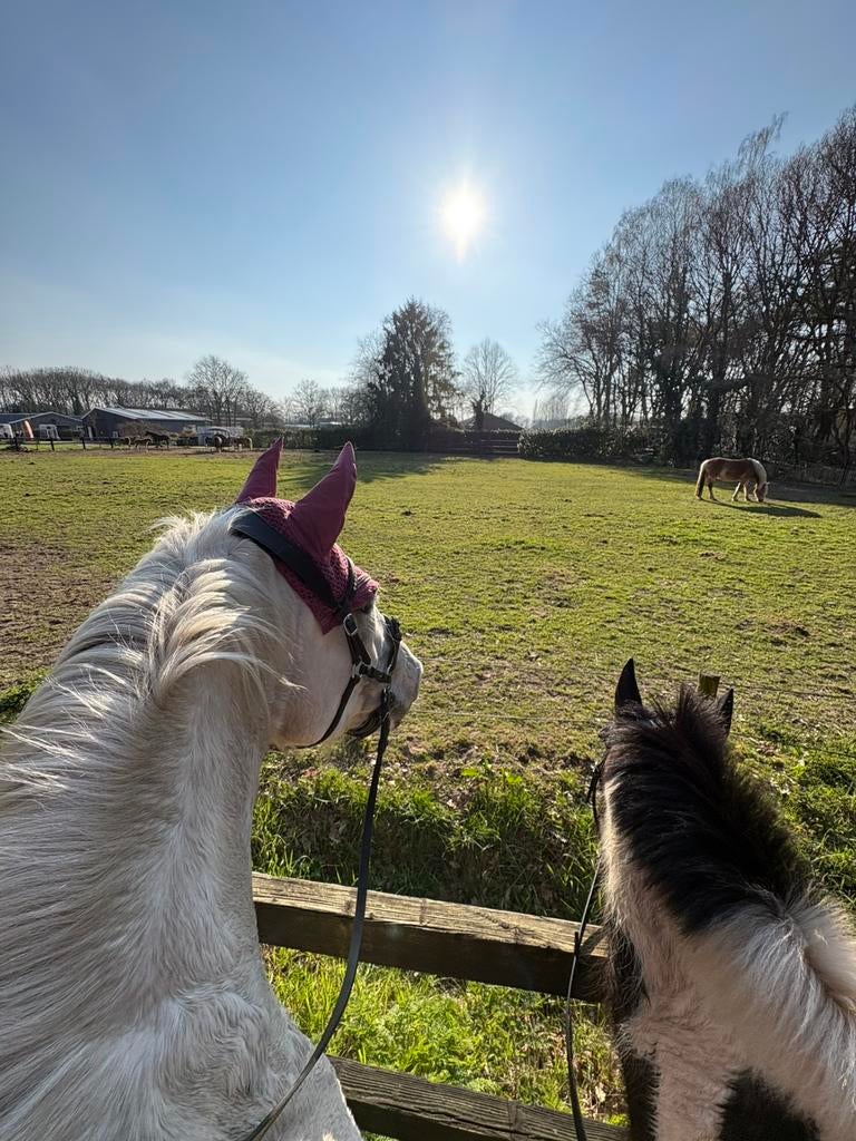 Gezocht stallingsplek 2 pony trailer