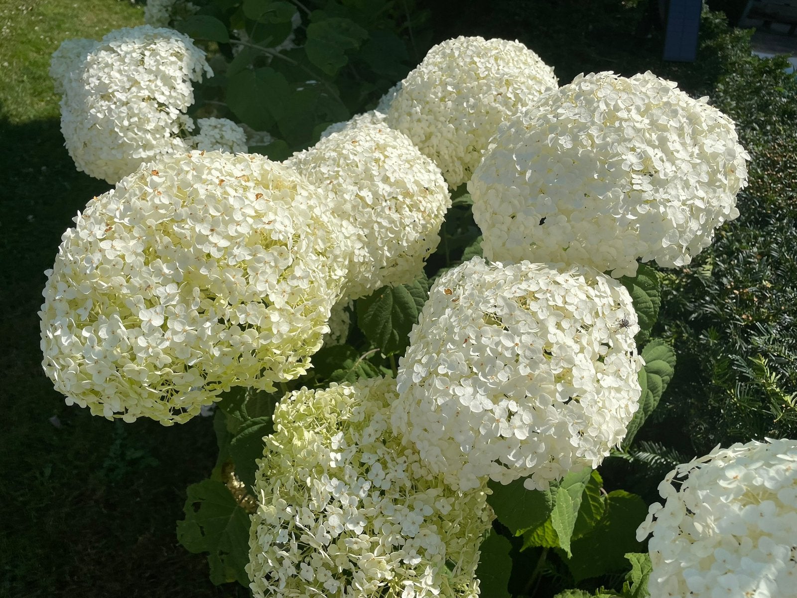 20 stekken Hortensia Strong Annabelle, Ophalen, Vaste plant, Overige soorten, Halfschaduw