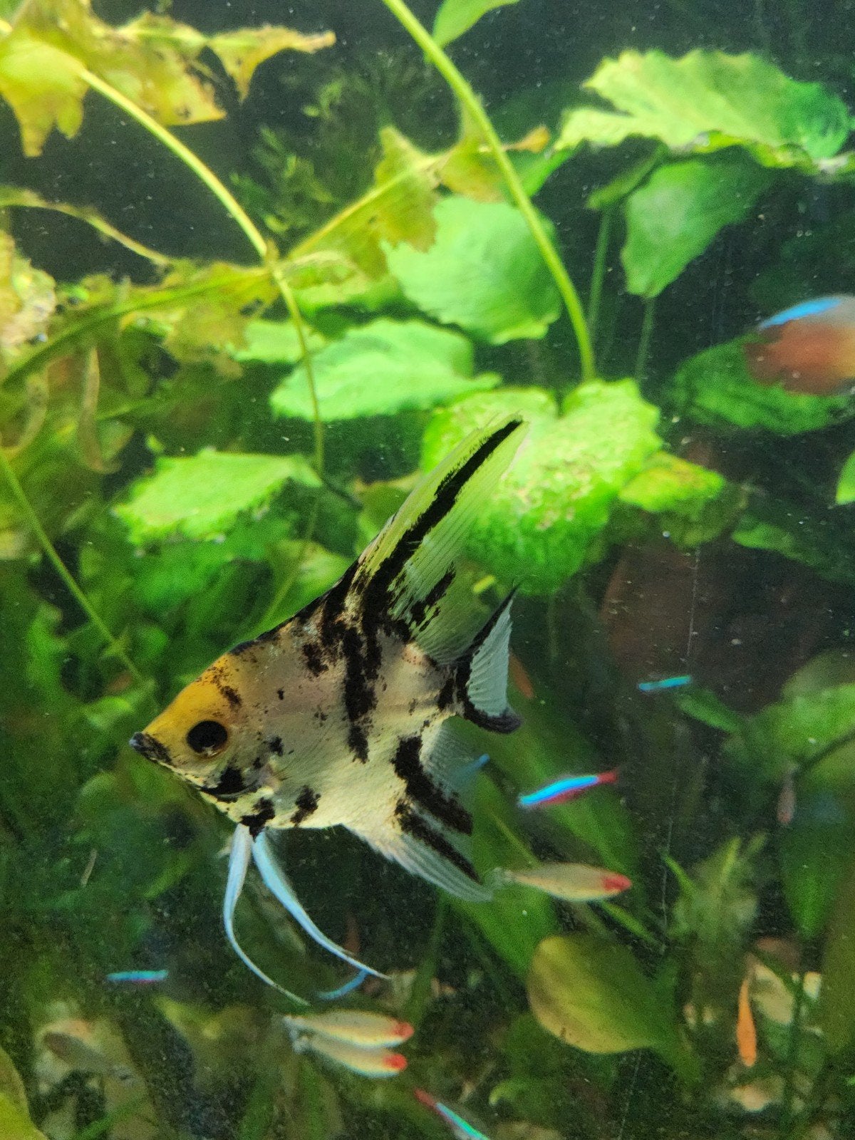 4 jonge maanvissen, Dieren en Toebehoren, Vissen | Aquariumvissen, Vis, Zoetwatervis, Schoolvis