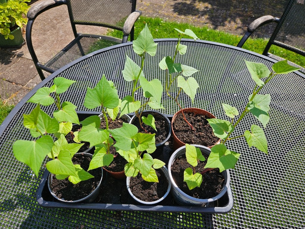 Zoete Aardappel plantjes, Tuin en Terras, Planten | Tuinplanten, Ophalen, Eenjarig, Groenteplanten, Volle zon