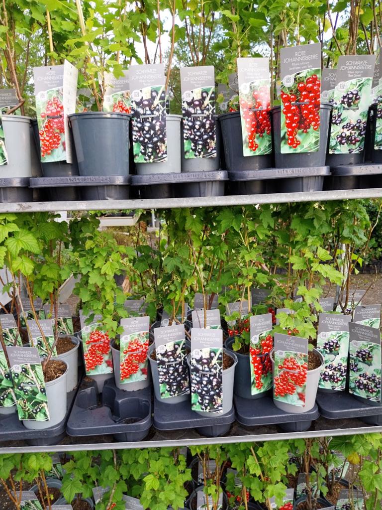 Rode en Zwarte Aalbes Struiken - Verse Bessen voor uw Tuin, Ophalen, Minder dan 100 cm, Lente, Overige soorten