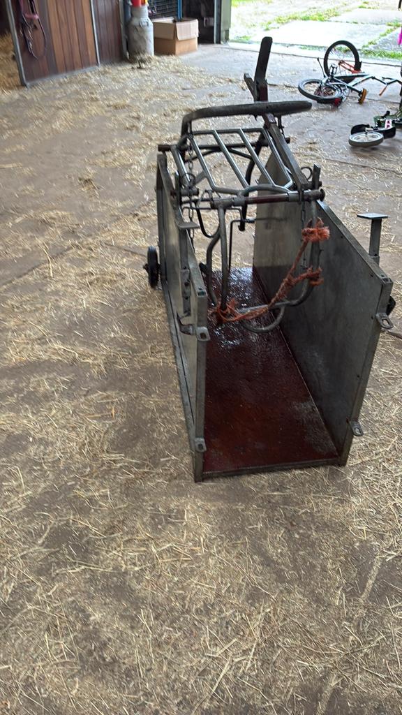 Veno bekapbox, Dieren en Toebehoren, Schapen, Geiten en Varkens, Mannelijk, Schaap