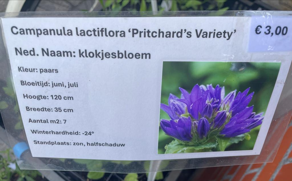 Campanula lactiflora 'Pritchard's Variety' - Klokjesbloem, Tuin en Terras, Overige soorten, Volle zon, Vaste plant, Ophalen of Verzenden