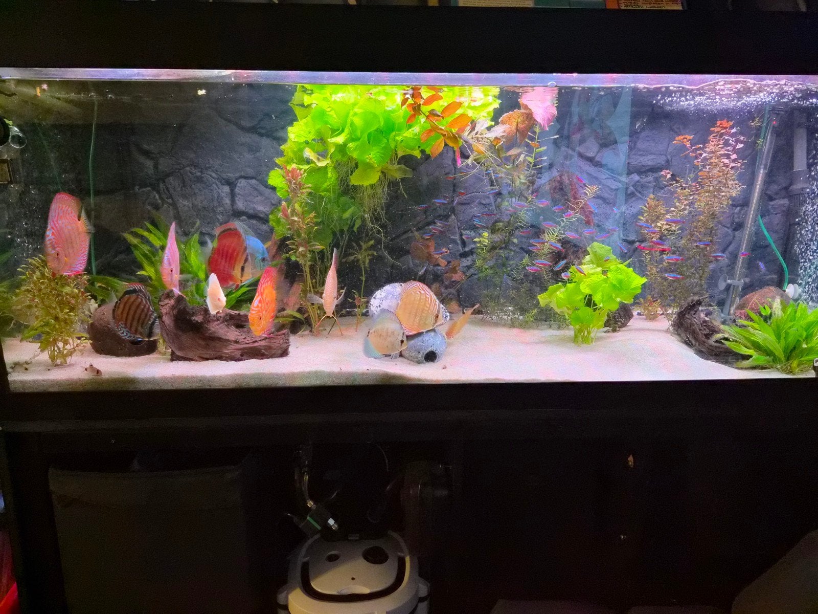 Complete 450 liter discus-aquariumset met bijzondere discus, Ophalen, Inclusief controller, Juwel, Gevuld zoetwateraquarium