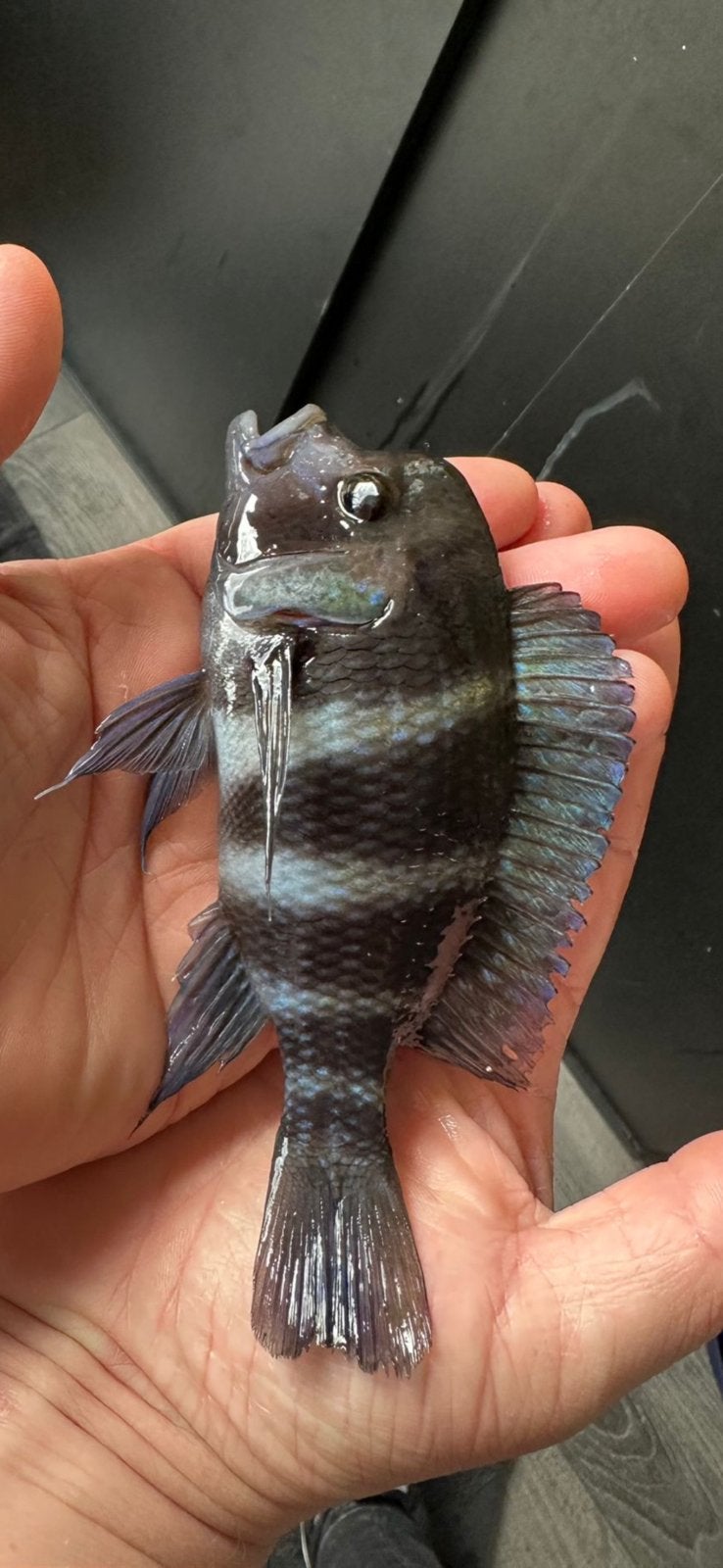 Tanganyika cichliden vissen, Vis