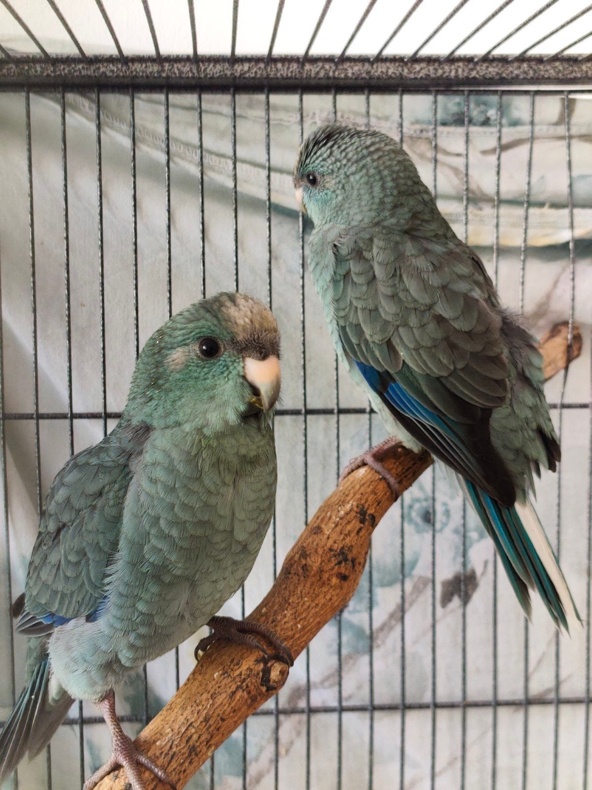 Kakariki, Meerdere dieren, Parkiet