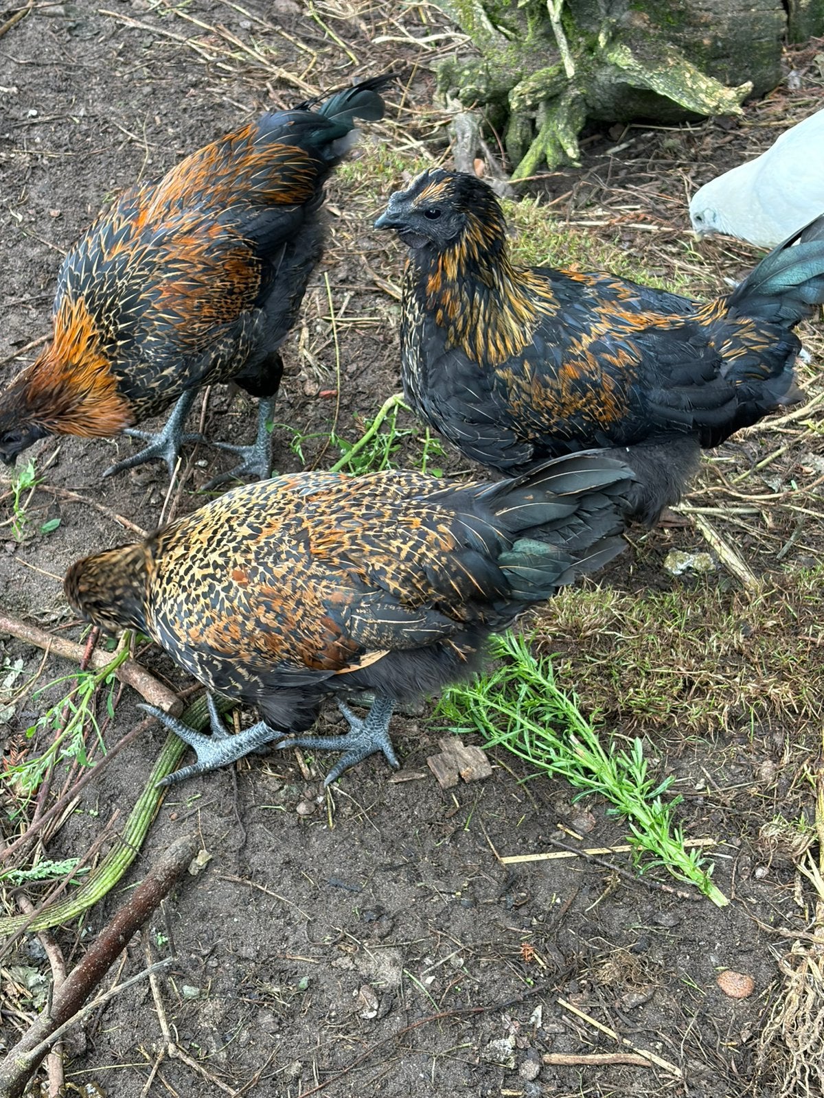 Ga Hmong, Dieren en Toebehoren, Mannelijk, Kip