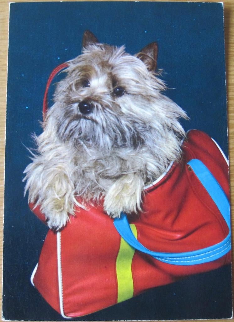 cairn terrier in tas op nieuwe ansichtkaart, Verzenden, 1980 tot heden, Ongelopen, Hond of Kat
