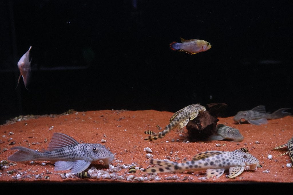 L141 & L075 – Zeldzame Eyecatchers voor het Aquarium!, Vis, Zoetwatervis