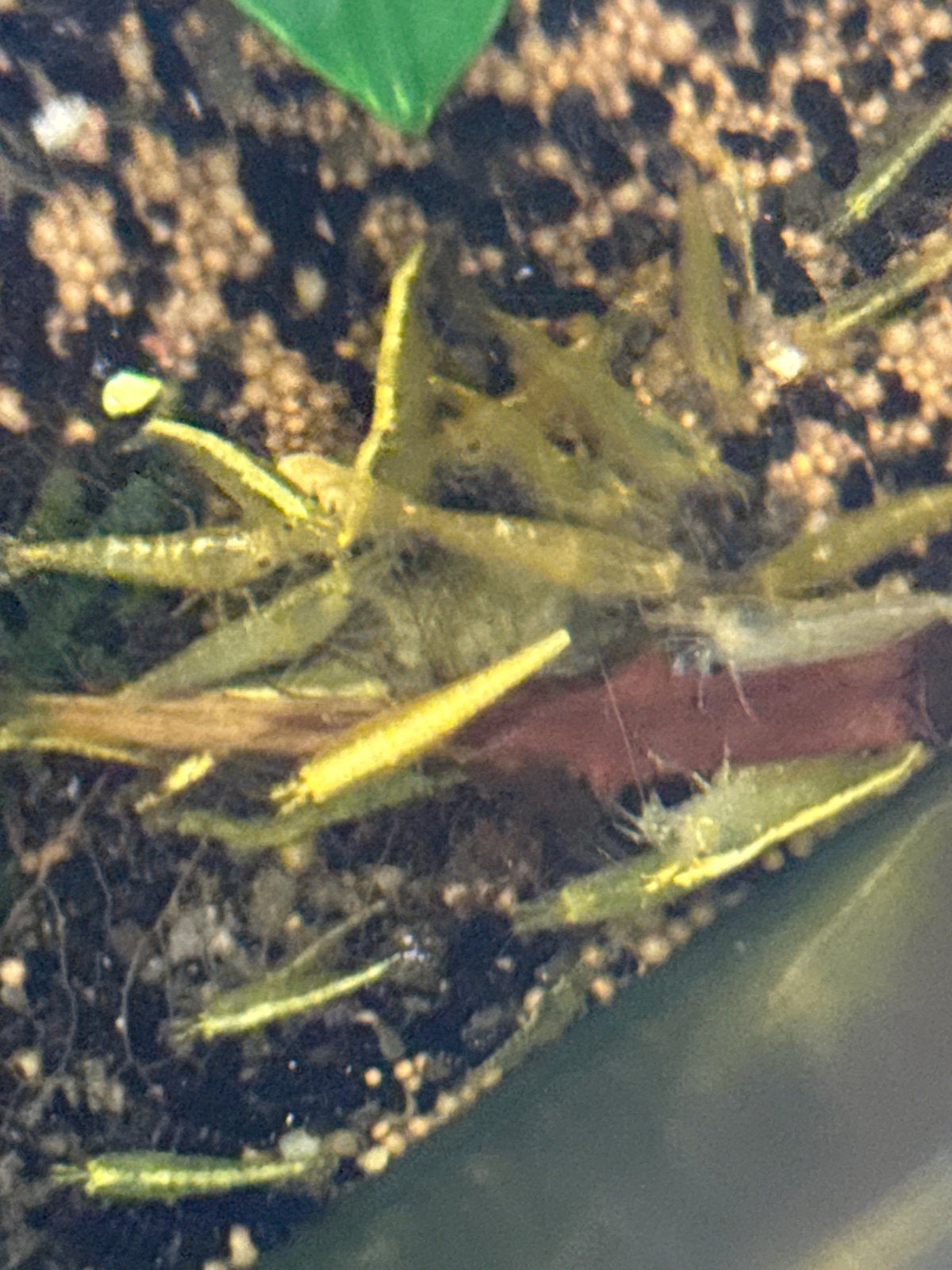 neocaridina garnalen citroen, Dieren en Toebehoren, Vissen | Aquariumvissen