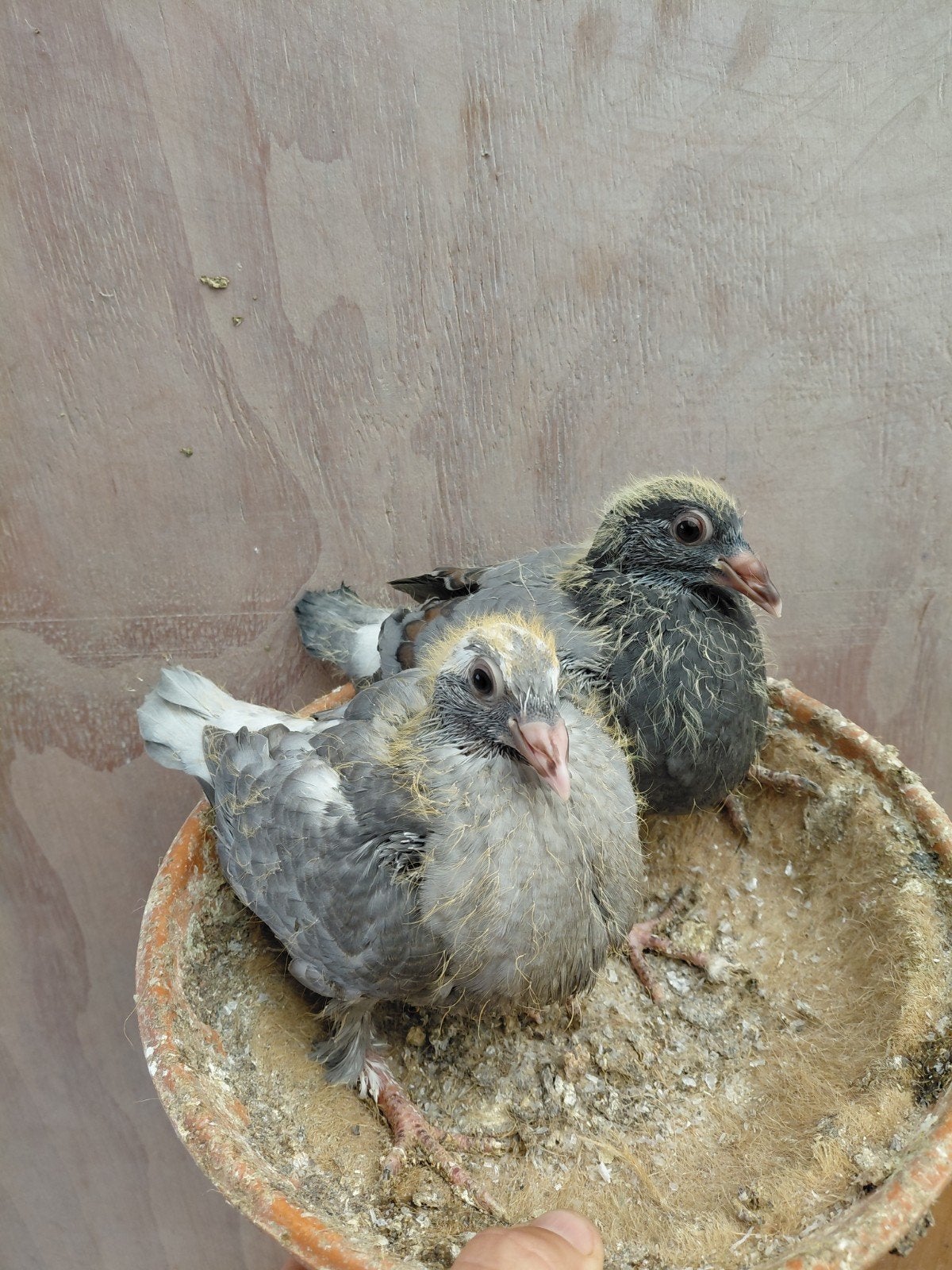 2 jonge kleurpost duifjes, Dieren en Toebehoren, Geslacht onbekend, Postduif