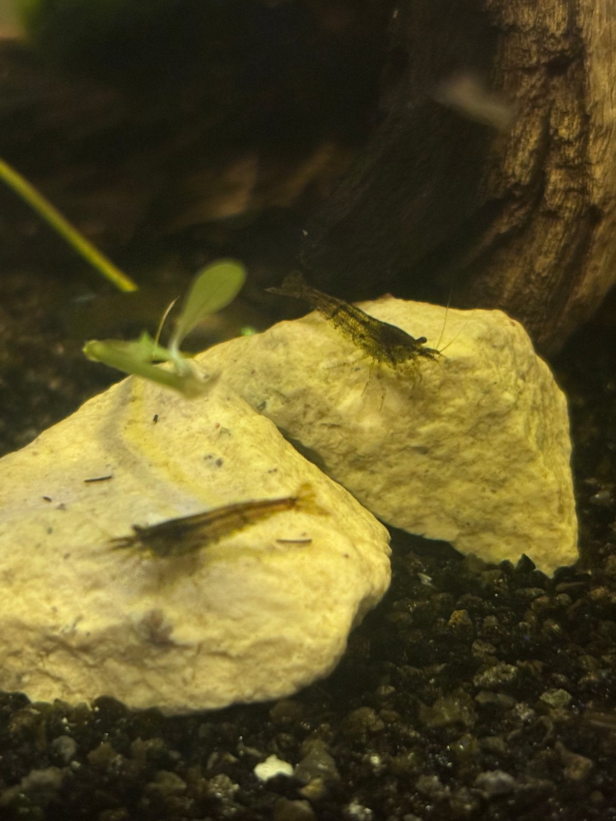 Jonge red fire garnalen, Dieren en Toebehoren, Vissen | Aquariumvissen, Kreeft, Krab of Garnaal