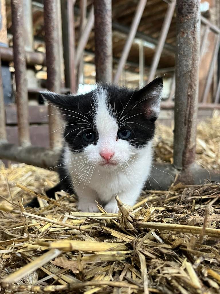 7 lieve boerderijkittens! - GERESERVEERD, Dieren en Toebehoren, Katten en Kittens | Overige Katten, Meerdere dieren