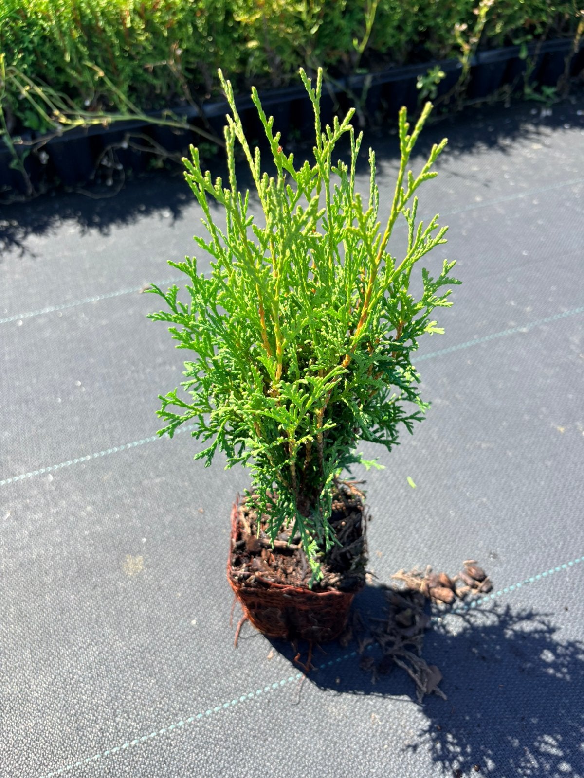 Thuja occidentalis 'Tiny Tim' aanbieding!!!, Ophalen of Verzenden, Bloeit niet, Overige soorten, Volle zon