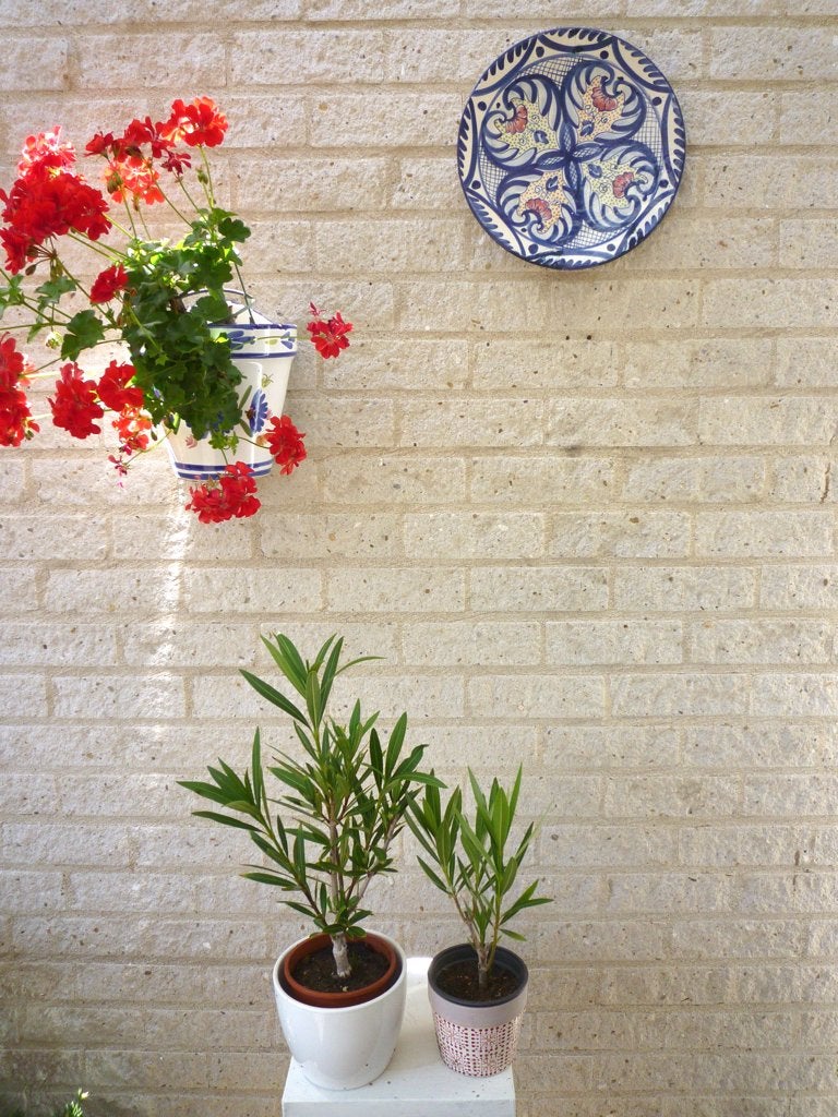 661 DIVERSE KLEINE OLEANDERS, WIT OF ROSE,, Overige soorten, Volle zon, Vaste plant, Ophalen of Verzenden