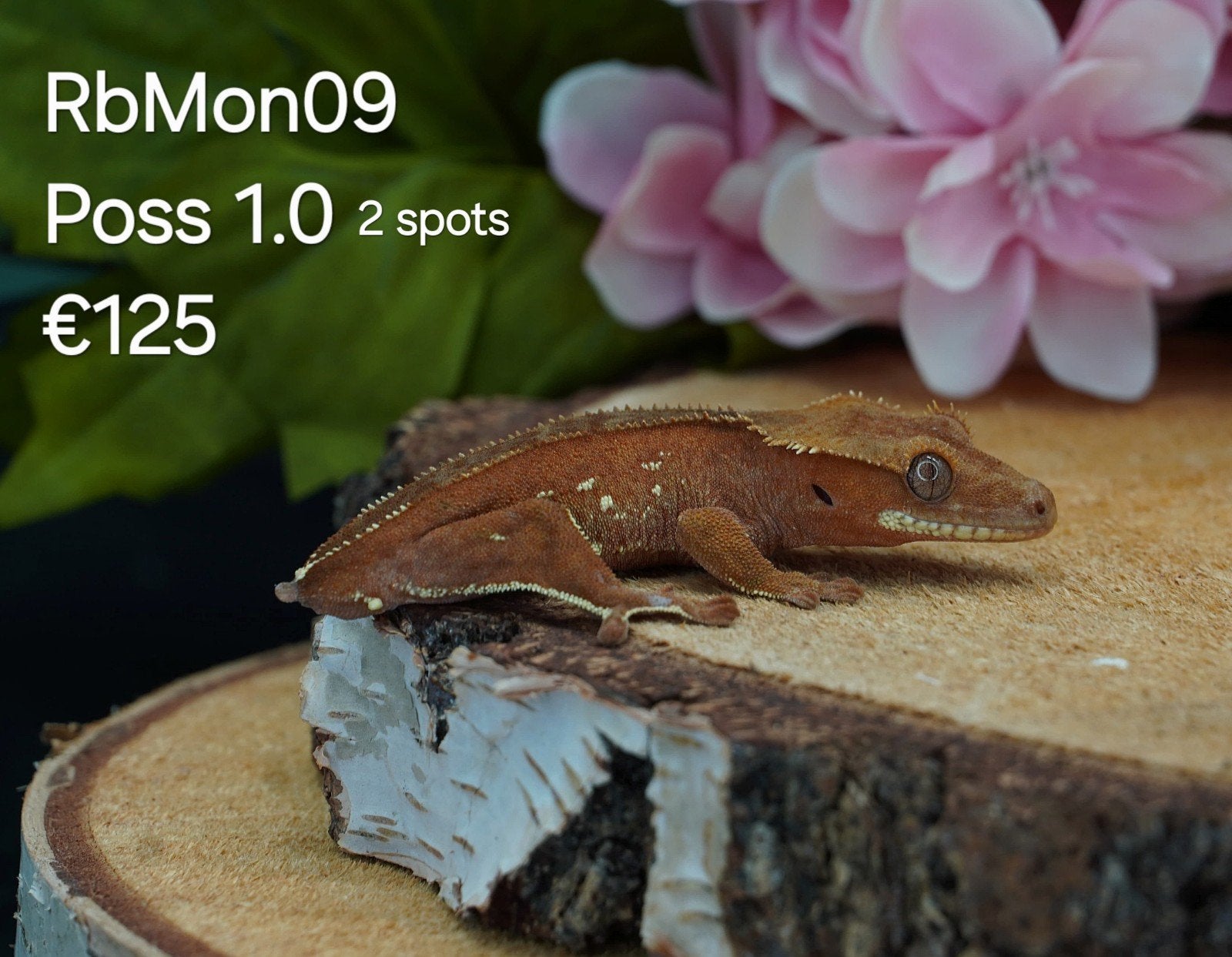 Wimpergekko C.Ciliatus Crested Gecko - unknown for sale from Colourful Exotics