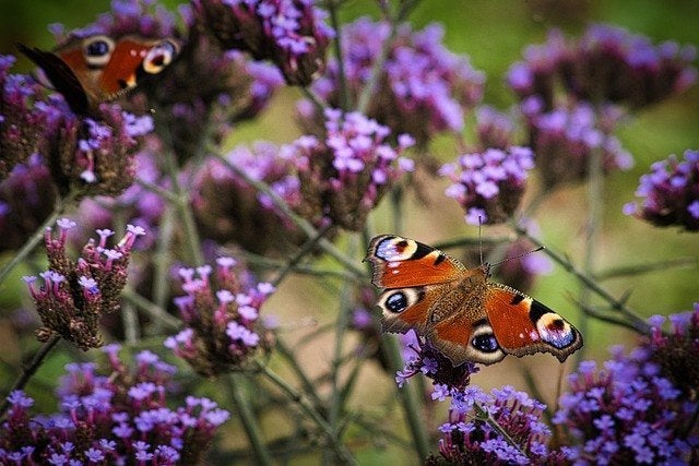 Bio zaden Stijfijzerhard (Lollipop) – Verbena bonariensis, Verzenden, Voorjaar, Volle zon, Zaad