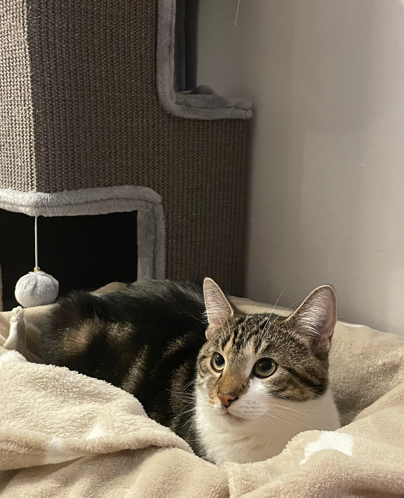 Twee lieve katers – alleen samen naar een nieuw huis, Dieren en Toebehoren, Kater, Kortharig, 0 tot 2 jaar
