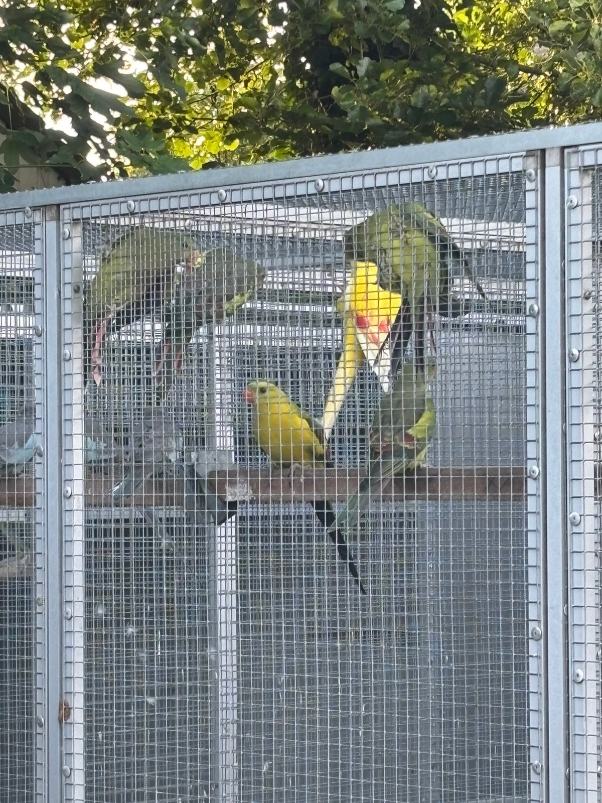 Bergparkieten split lutino 2026 geringd met DNA, Dieren en Toebehoren, Vogels | Parkieten en Papegaaien, Meerdere dieren, Parkiet