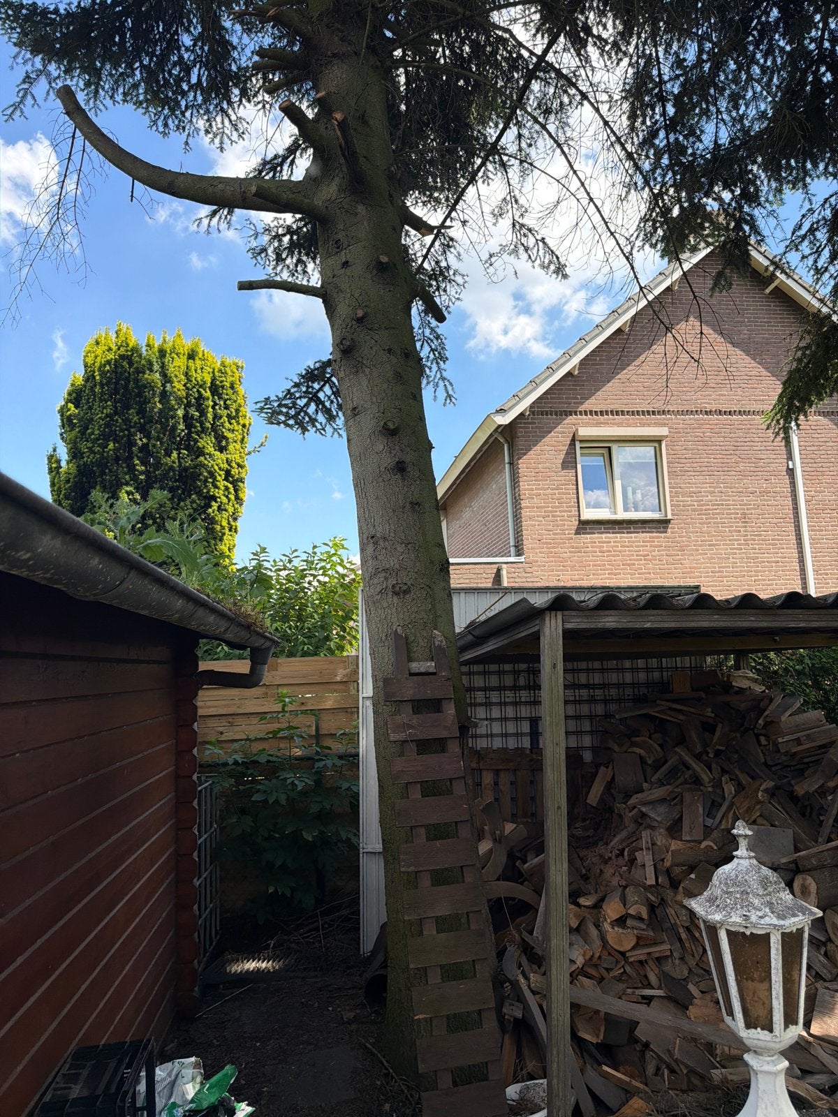 4 Grote Bomen met Dik Hout - Zelf Ophalen, Tuin en Terras, Planten | Bomen, Ophalen of Verzenden, Overige soorten, 400 cm of meer