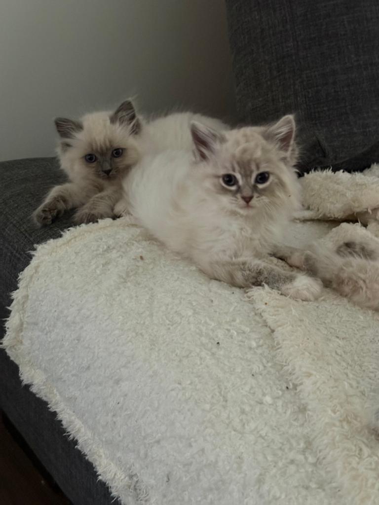 Schattige fluffy kittens zoeken een nieuw thuis, Poes