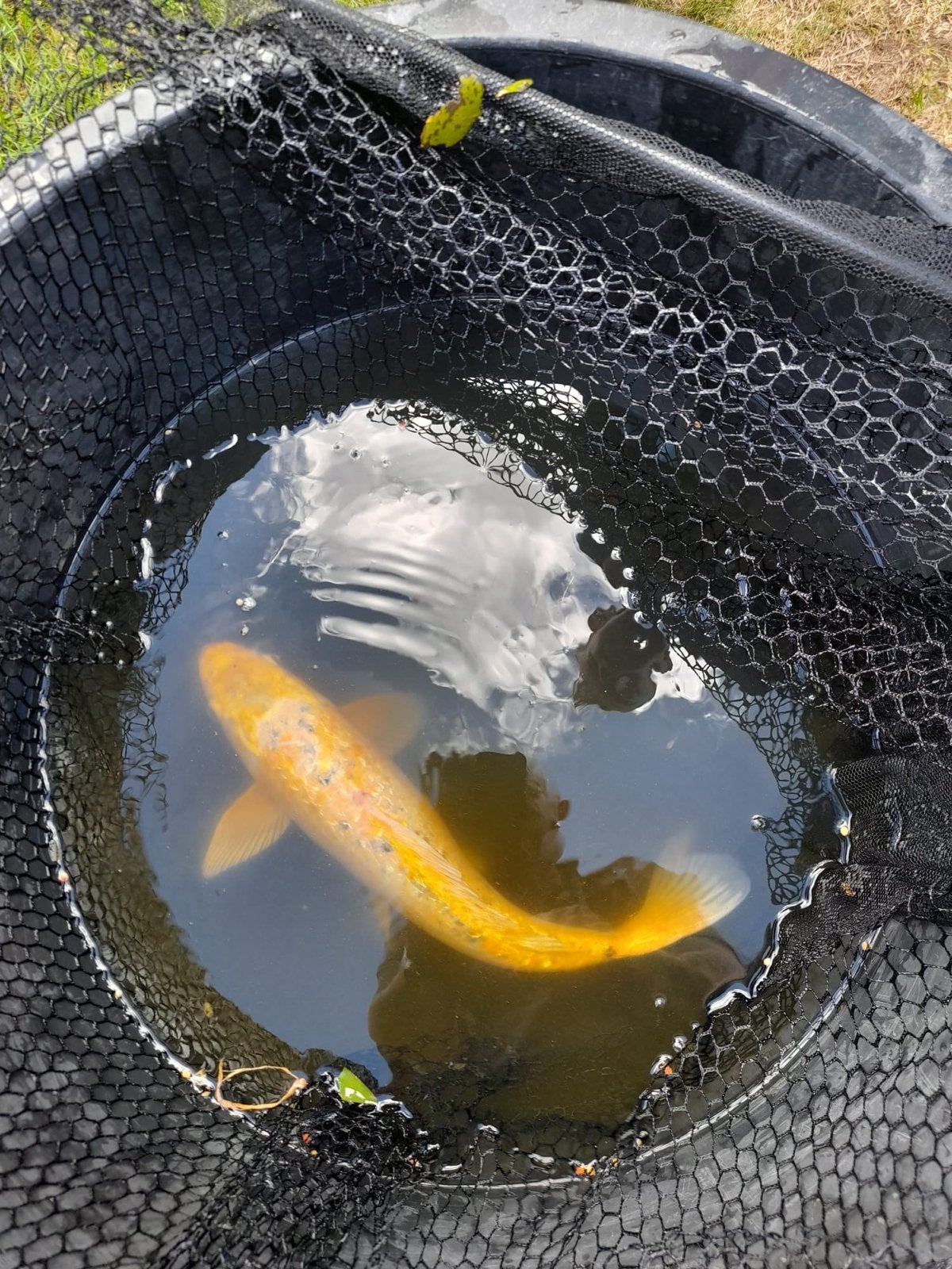 7 Koikarpers 30 tot 40cm groot, Dieren en Toebehoren, Karper of Koi